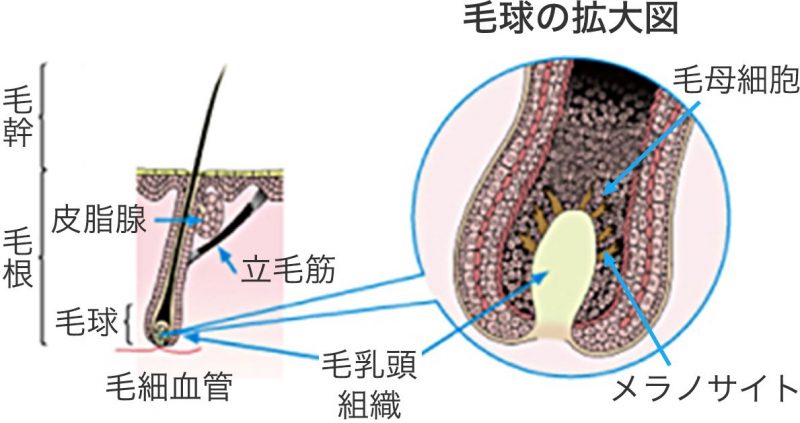 髪の毛の構造と仕組 頭皮ケアの重要性 What Comes Around